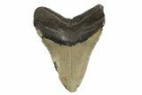 Fossil Megalodon Tooth - North Carolina #245895-2